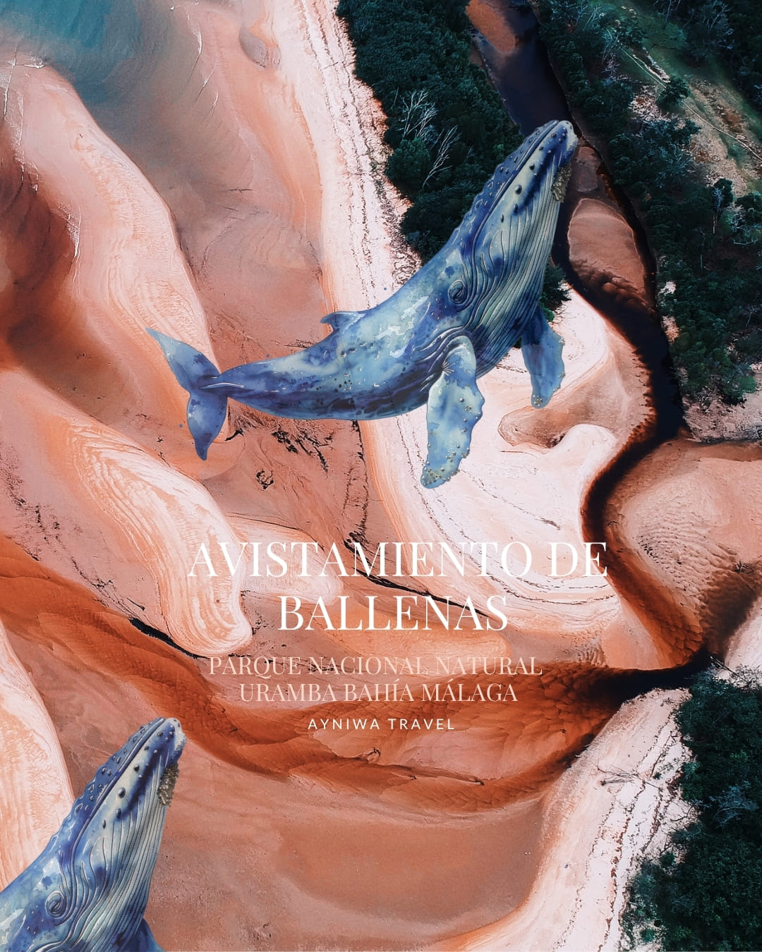 AyniwaTravel_Ballenas4D3N-001